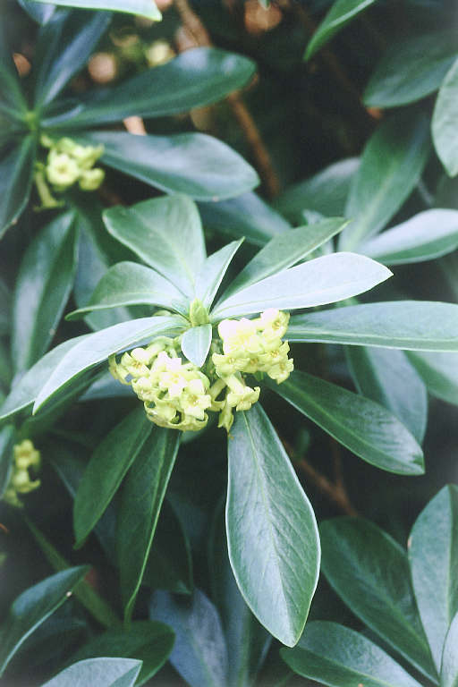  Image name: daphne3.jpg 
 width: 512 pixel 
 height: 768 pixel 
 Size: 49023 bytes 
 Click to enlarge 